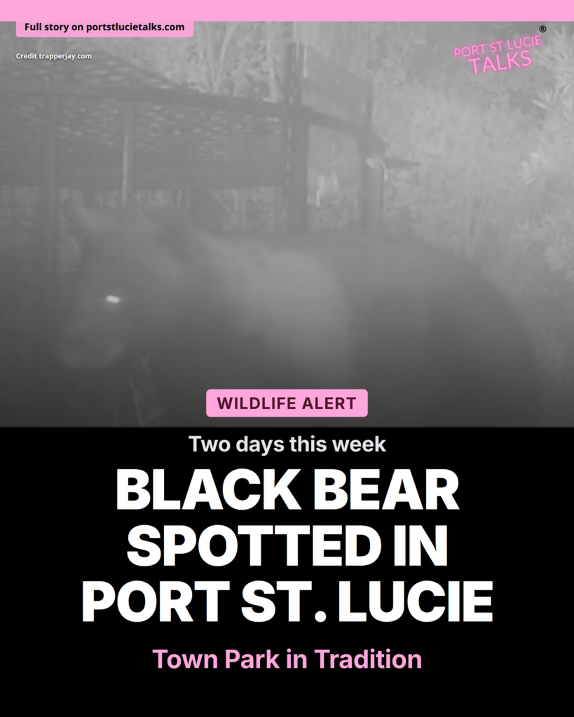 Black Bear Spotted in Tradition’s Town Park Community